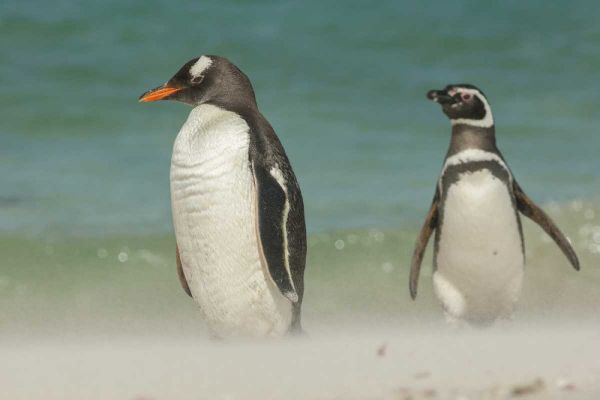 Bleaker Island Gentoo penguins on the beach
